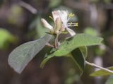 Lonicera xylosteum. Соцветия с цветками и бутонами и фрагменты листьев. Испания, автономное сообщество Каталония, провинция Жирона, комарка Ла-Гарроча, муниципалитет Ла-Валь-де-Бианья, подр-н (субкомарка) Л’Альта-Гарроча, 870 м н.у.м., перевал Capsacosta, смешанный лес. 05.05.2024.