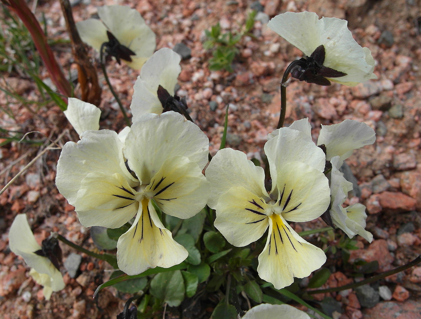 Image of Viola altaica specimen.