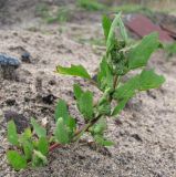 Chenopodium album