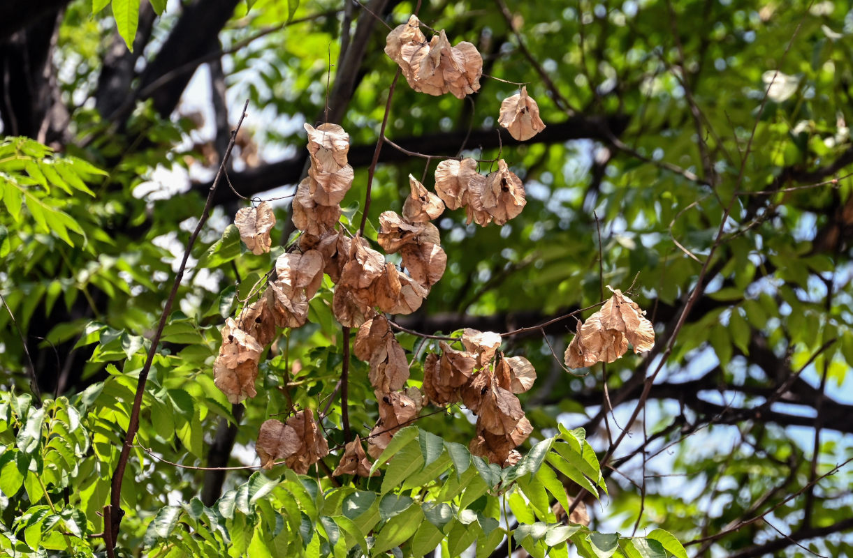 Изображение особи Koelreuteria bipinnata.