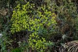 genus Euphorbia. Цветущие растения. Грузия, г. Тбилиси, сухой склон. 10.06.2023.