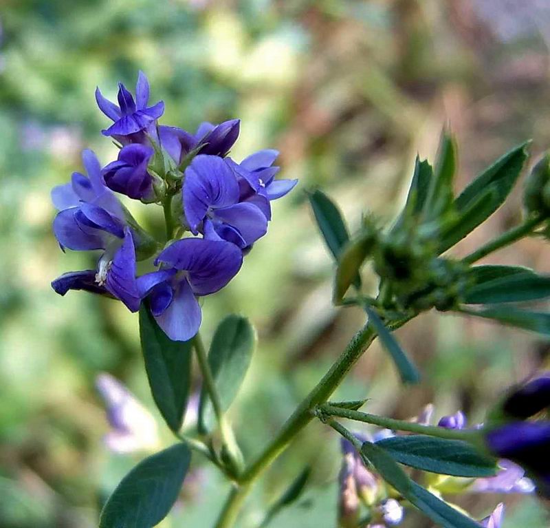 Image of Medicago sativa specimen.