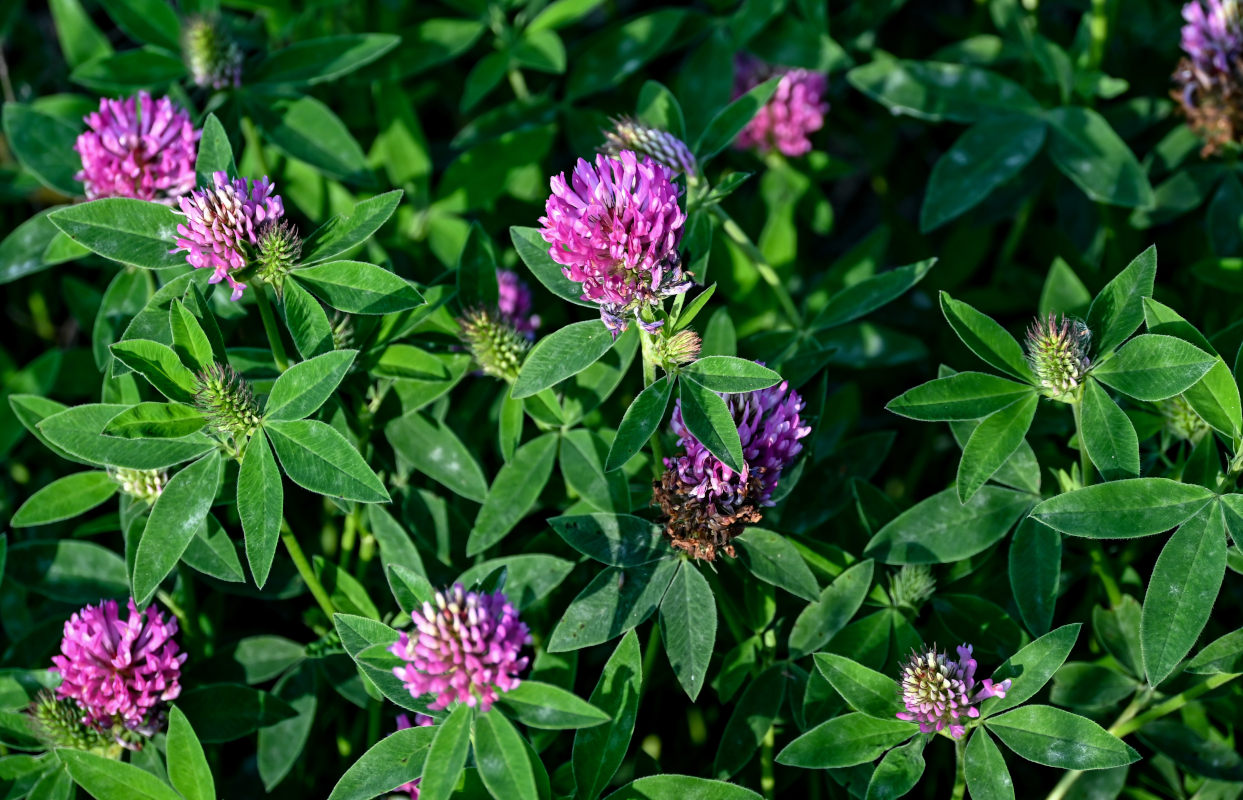 Image of Trifolium medium specimen.