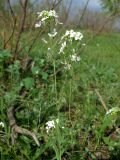 Arabidopsis toxophylla