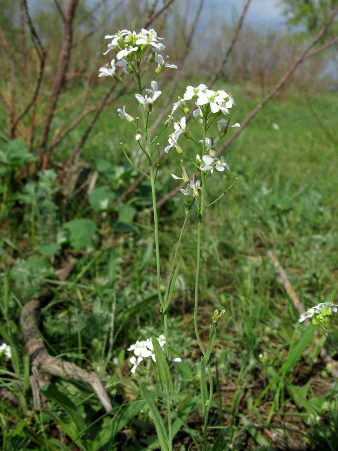 Изображение особи Arabidopsis toxophylla.