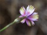 genus Dianthus. Цветок (вид со стороны цветоножки). Турция, пров. Анталья, р-н Кумлуджа, окр. вдхр. Алакыр, каменистая обочина грунтовой дороги, маквис. 31.05.2024.