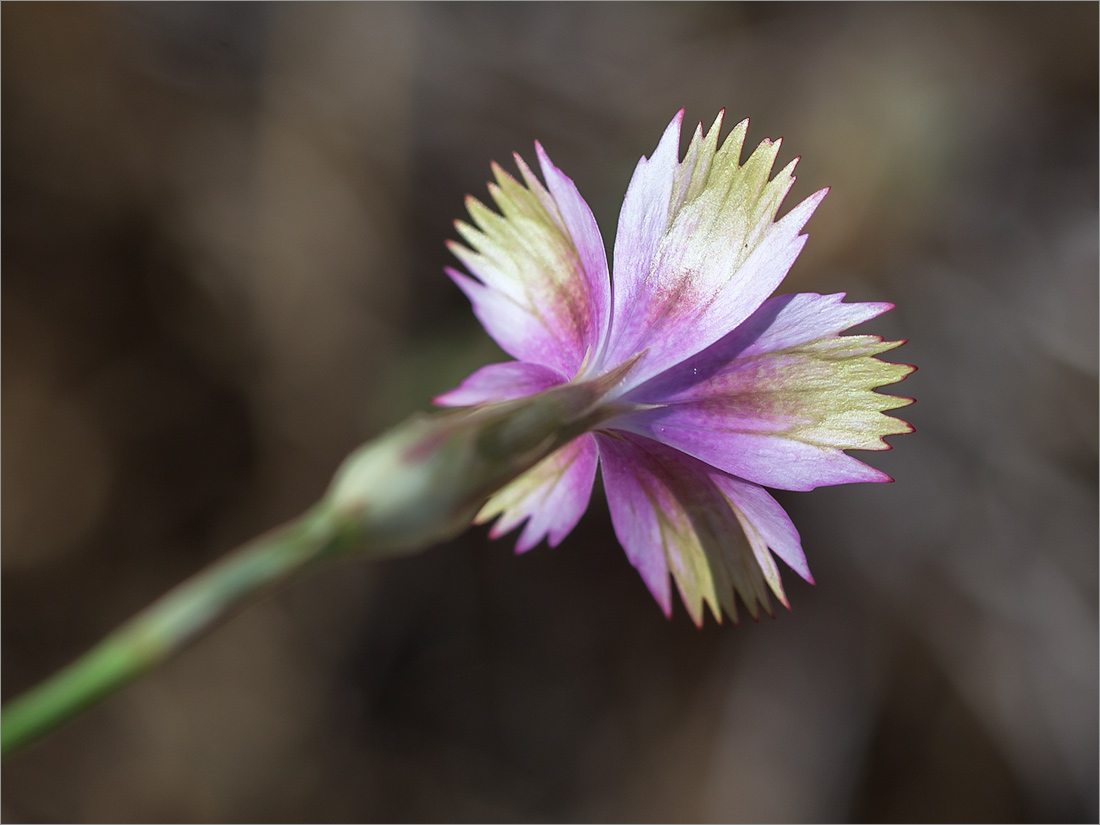 Image of genus Dianthus specimen.