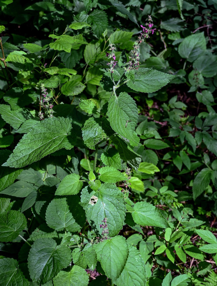 Image of Stachys sylvatica specimen.