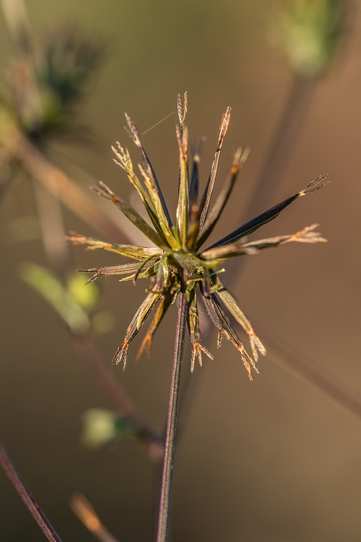 Image of Bidens bipinnata specimen.