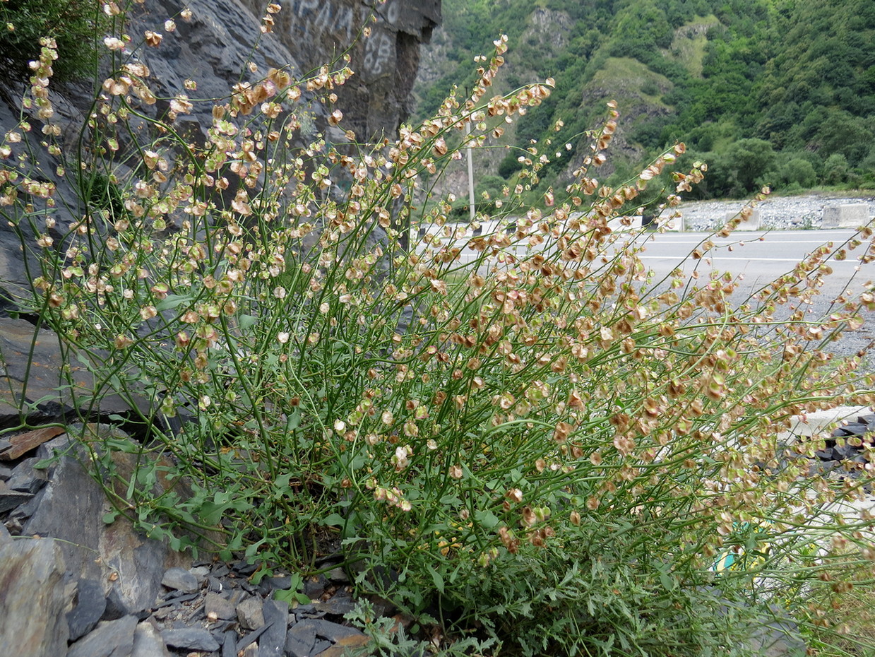 Изображение особи Rumex hastifolius.