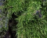 Amblystegium serpens