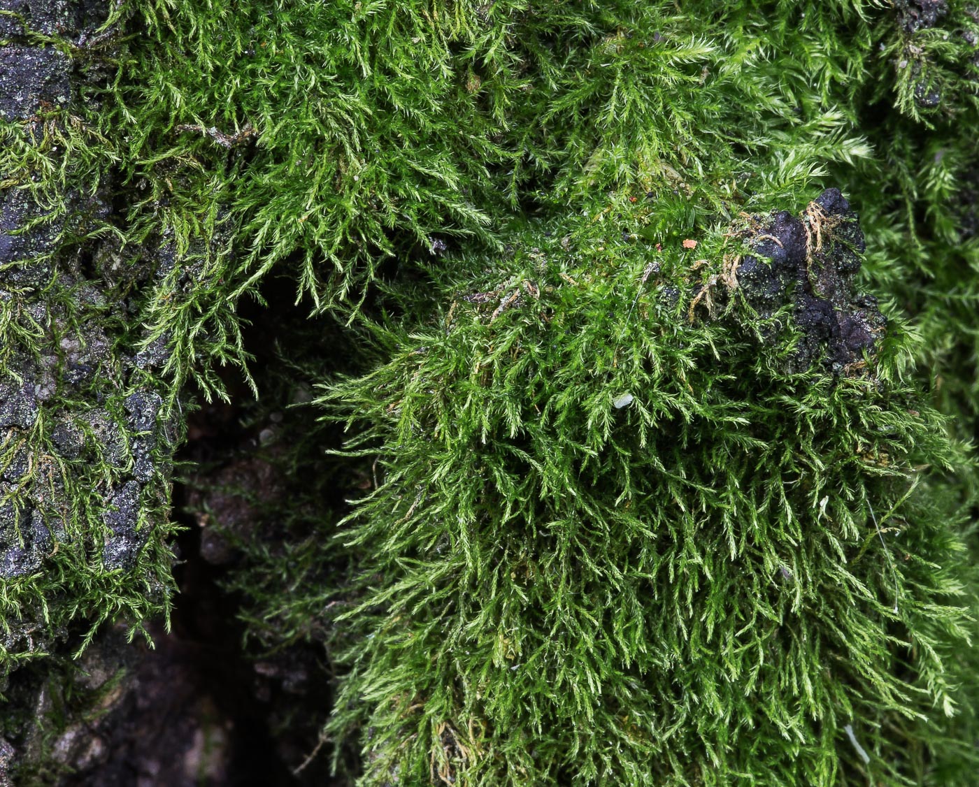 Image of Amblystegium serpens specimen.