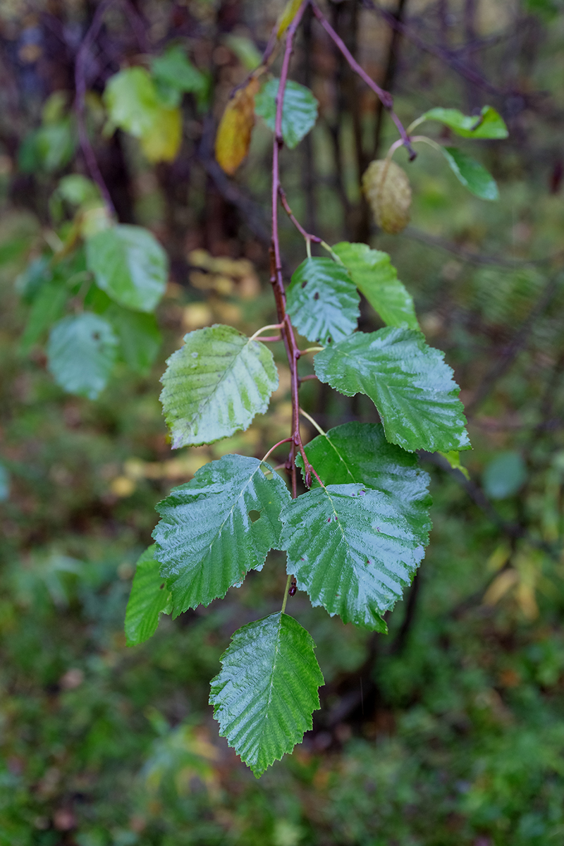 Image of Alnus incana specimen.