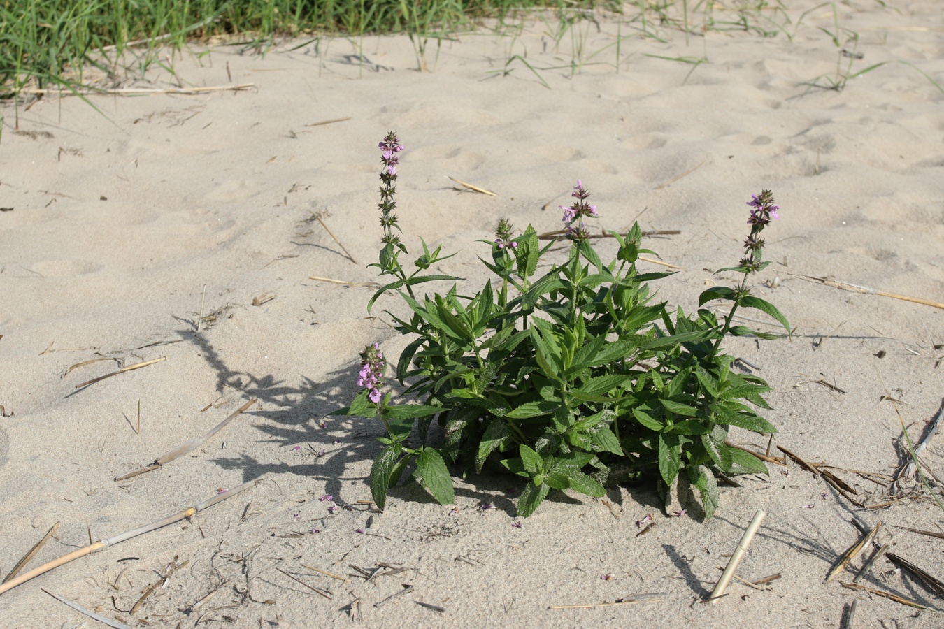 Image of Stachys palustris specimen.