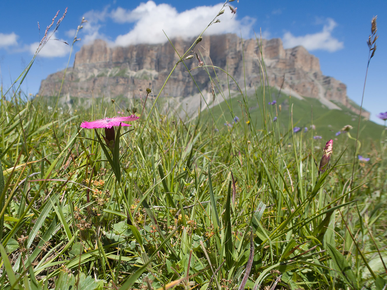 Image of Dianthus oschtenicus specimen.