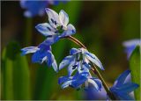 Scilla siberica. Соцветие. Московская обл., Раменский р-н, окр. дер. Хрипань, садовый участок. 21.04.2025.
