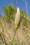 Tragopogon brevirostris