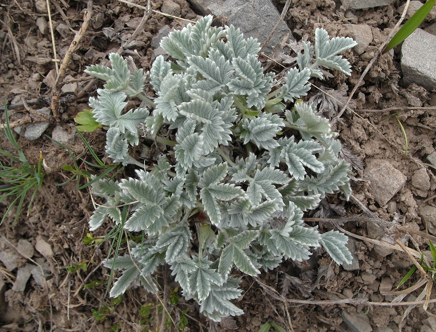 Image of Potentilla hololeuca specimen.
