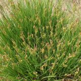 genus Carex. Плодоносящее растение. Хабаровский край, окр. г. Комсомольск-на-Амуре, разнотравный луг. 28.05.2015.