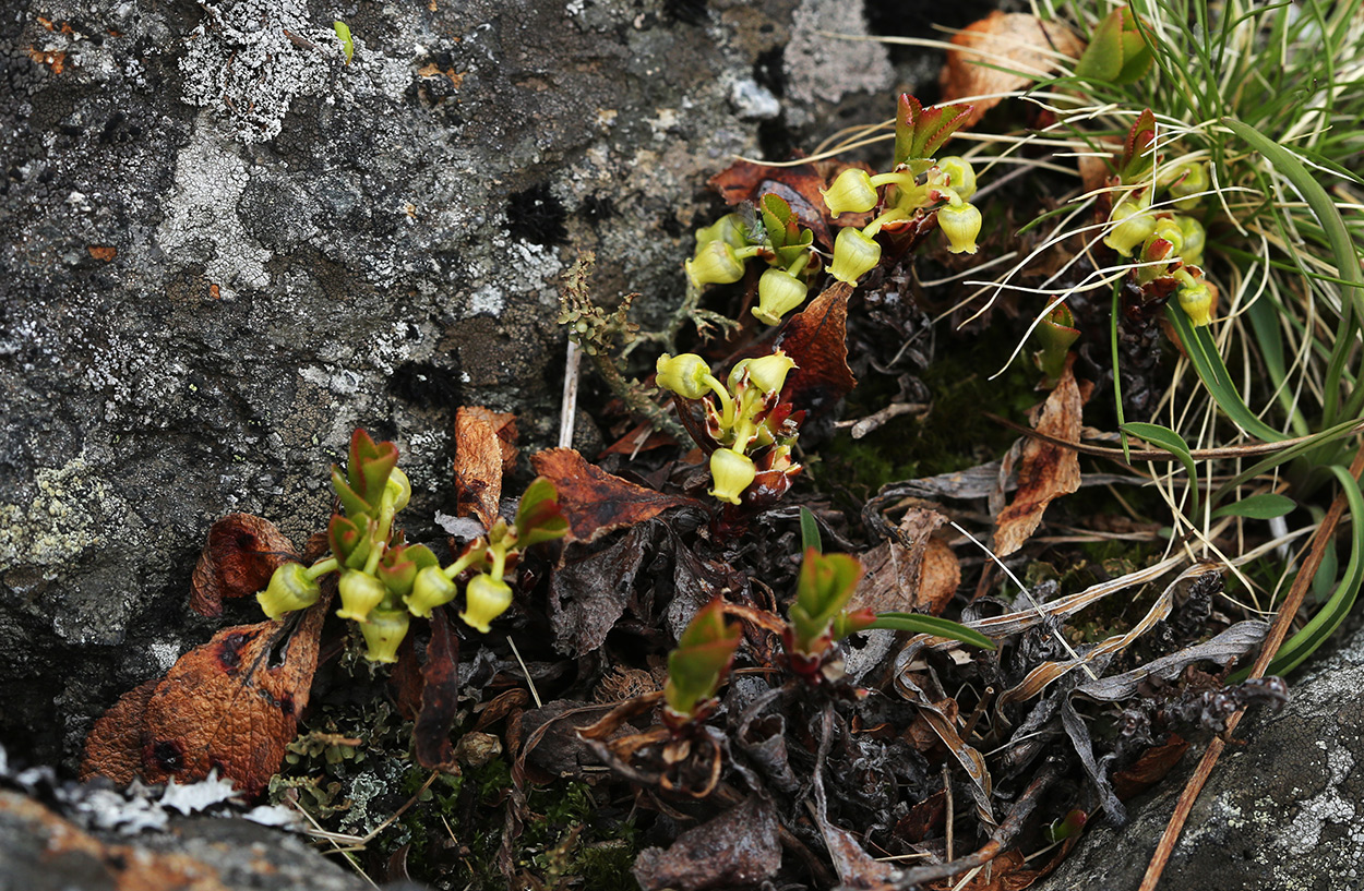 Image of Arctous alpina specimen.