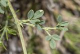 Medicago saxatilis. Боковой побег с листьями. Крым, Бахчисарайский р-н, окр. с. Танковое, берег водохранилища, известняковый склон. 05.06.2025.