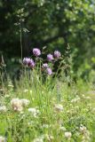 Allium schoenoprasum