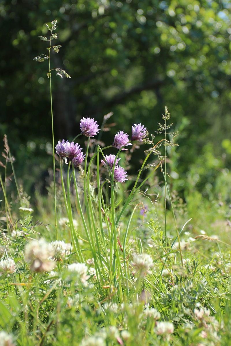 Image of Allium schoenoprasum specimen.