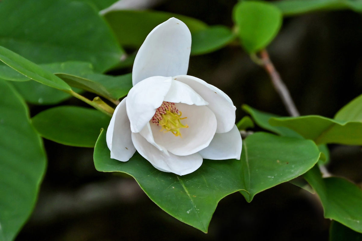 Image of Magnolia sieboldii specimen.