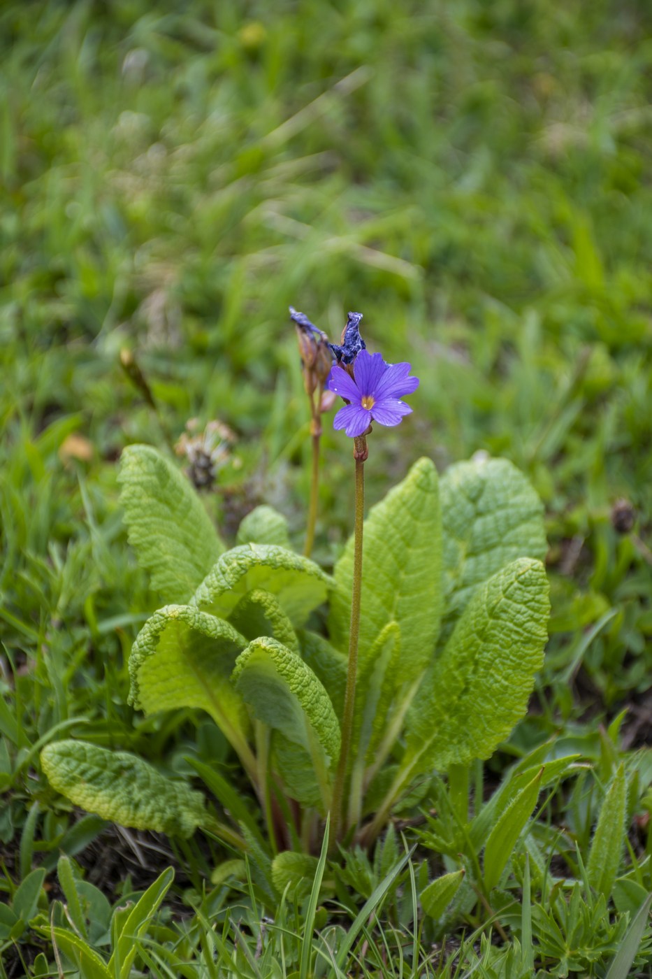 Image of Primula amoena specimen.