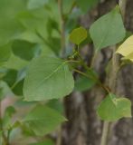 genus Populus. Лист. Турция, ил Ван, рядом с водопадом Мурадие, левый берег р. Бендимахи, роща. 20 мая 2025 г.