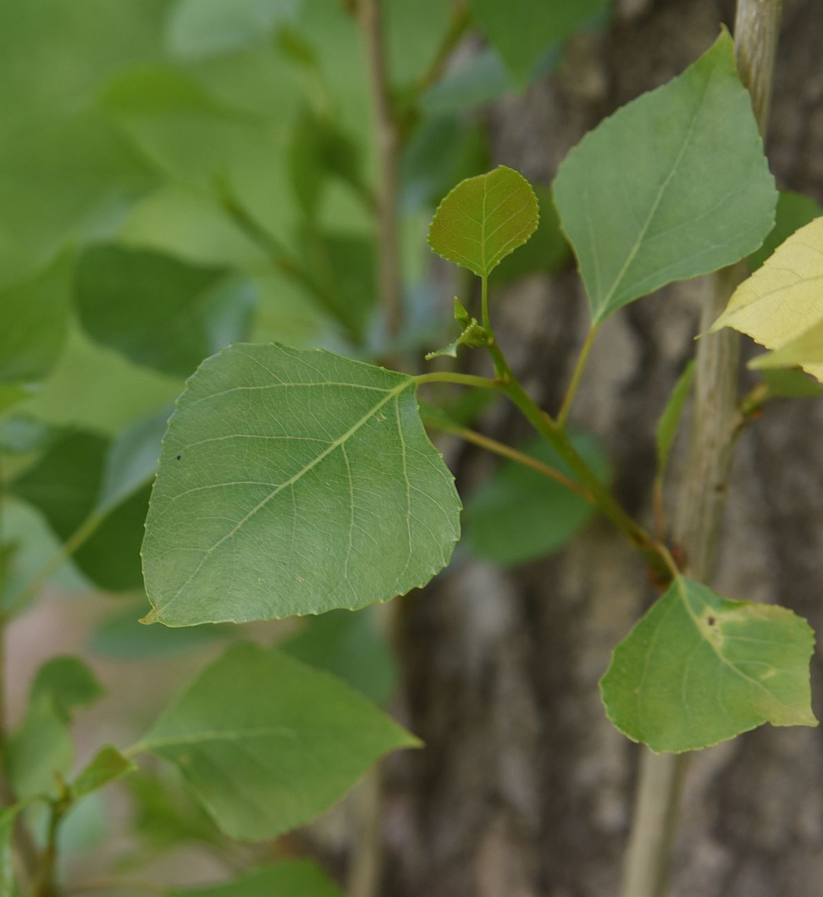 Image of Populus nigra specimen.