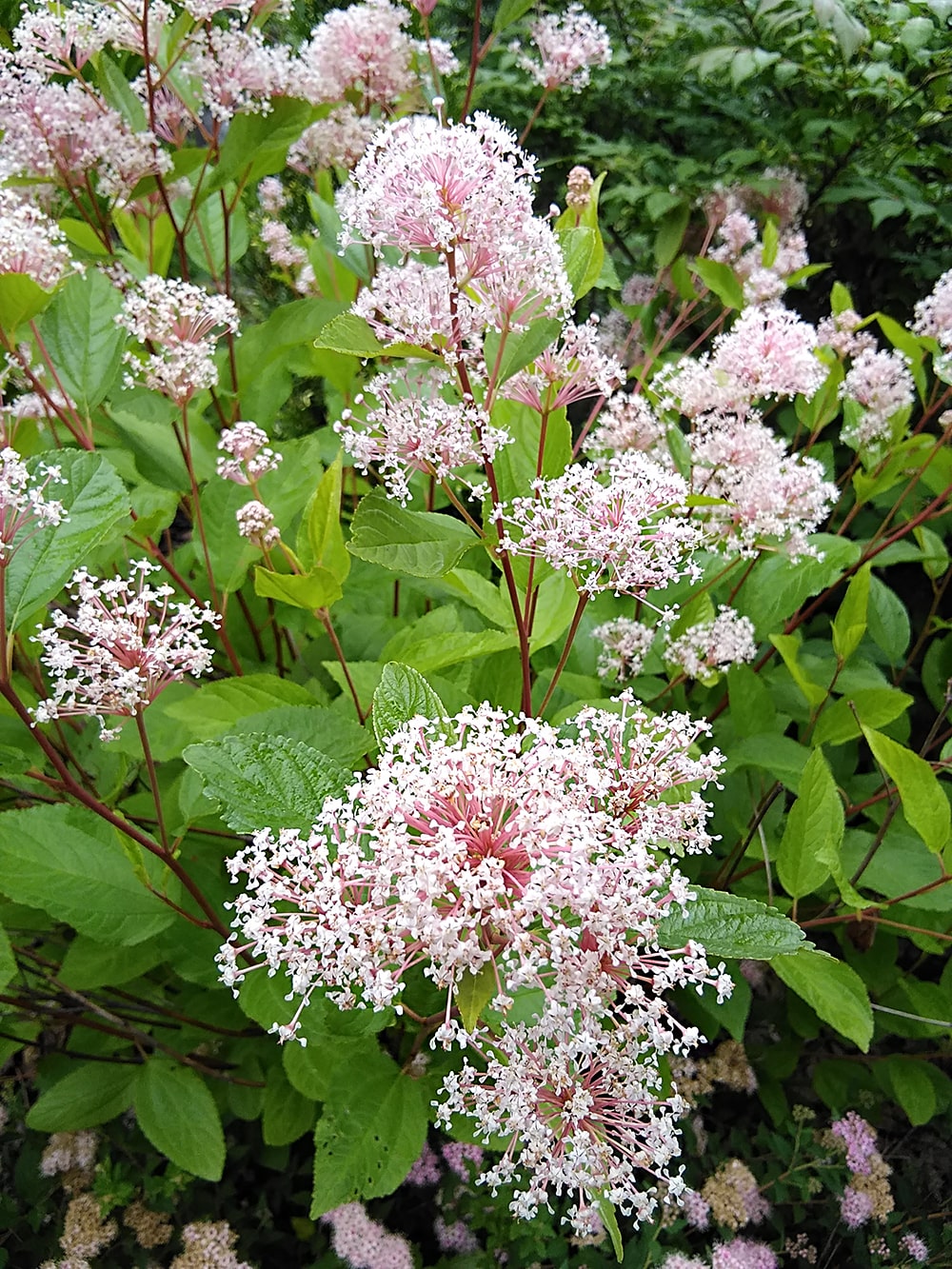 Image of Ceanothus americanus specimen.