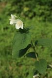 Philadelphus coronarius. Цветущий побег. Смоленск, ул. Николаева, двор жилого дома, в озеленении. 10.06.2025.