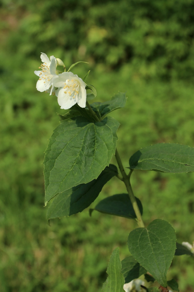 Изображение особи Philadelphus coronarius.