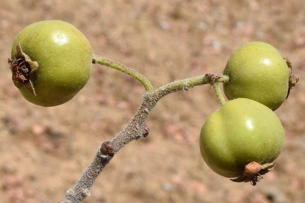 Изображение особи Crataegus pontica.