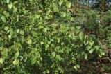 Betula pendula. Ветви с соплодиями. Ленинградская обл., Кингисеппский р-н, окр. дер. Выбье, экологическая тропа; старая дюна, склон в верхней части, овсяницево-зеленомошный сосняк. 13.07.2025.