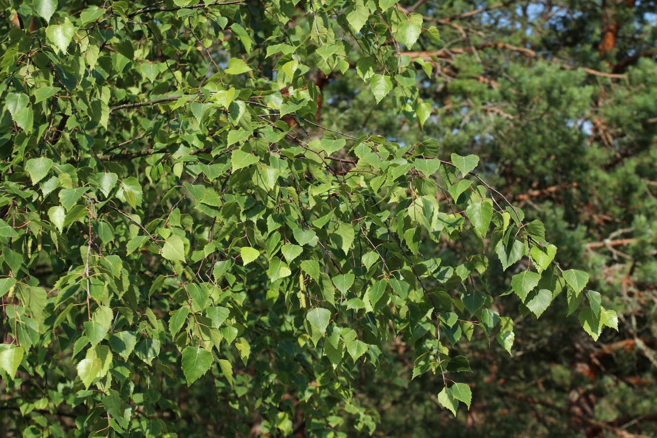 Изображение особи Betula pendula.