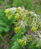 Thalictrum minus. Верхушка соцветия. Коми, Интинский р-н, Приполярный Урал, хр. Малдынырд, руч. Алькесвож, кустарниково-травянистый луг. 13.07.2010.