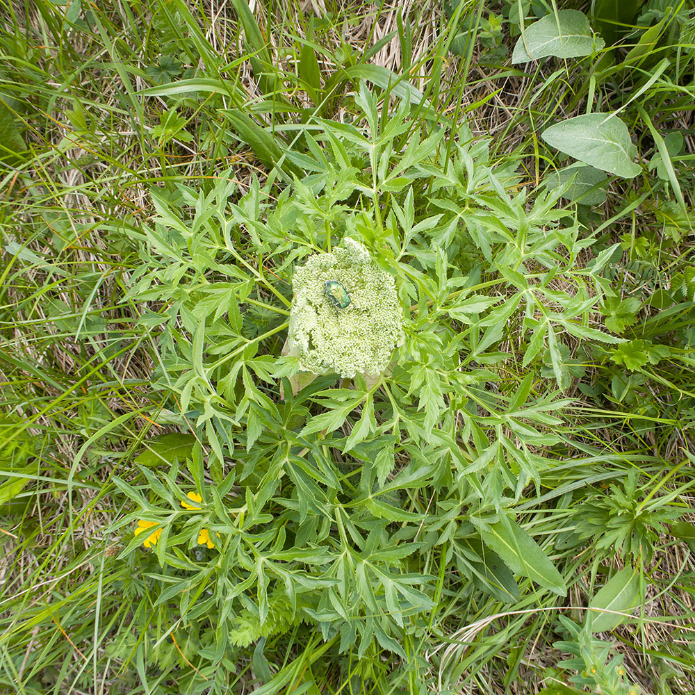 Image of familia Apiaceae specimen.