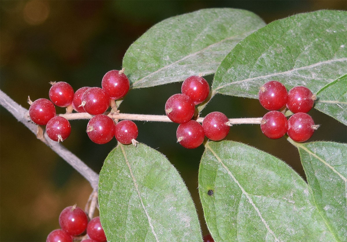 Image of Lonicera maackii specimen.