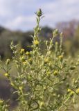 Dittrichia graveolens. Верхушка веточки с соцветиями с прицепившимися семянками Asteraceae. Испания, Каталония, пров. Жирона, комарка Баш Эмпорда, муниципалитет Калонже, залежь между дубово-сосновым лесом и оливковыми плантациями. 04.10.2025.