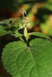 Stachys sylvatica. Слабо развитое соплодие. Санкт-Петербург, Дудергофские высоты, склон южн. экспозиции, широколиственный лес. 18.10.2025.