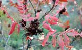 Rhus coriaria. Верхушка веточки со спелым соплодиями и листьями в осенней окраске. Краснодарский край, м/о Анапа, окр. пос. Бол. Утриш, можжевелово-дубовое редколесье, на глинисто-щебнистой почве. 09.11.2025.