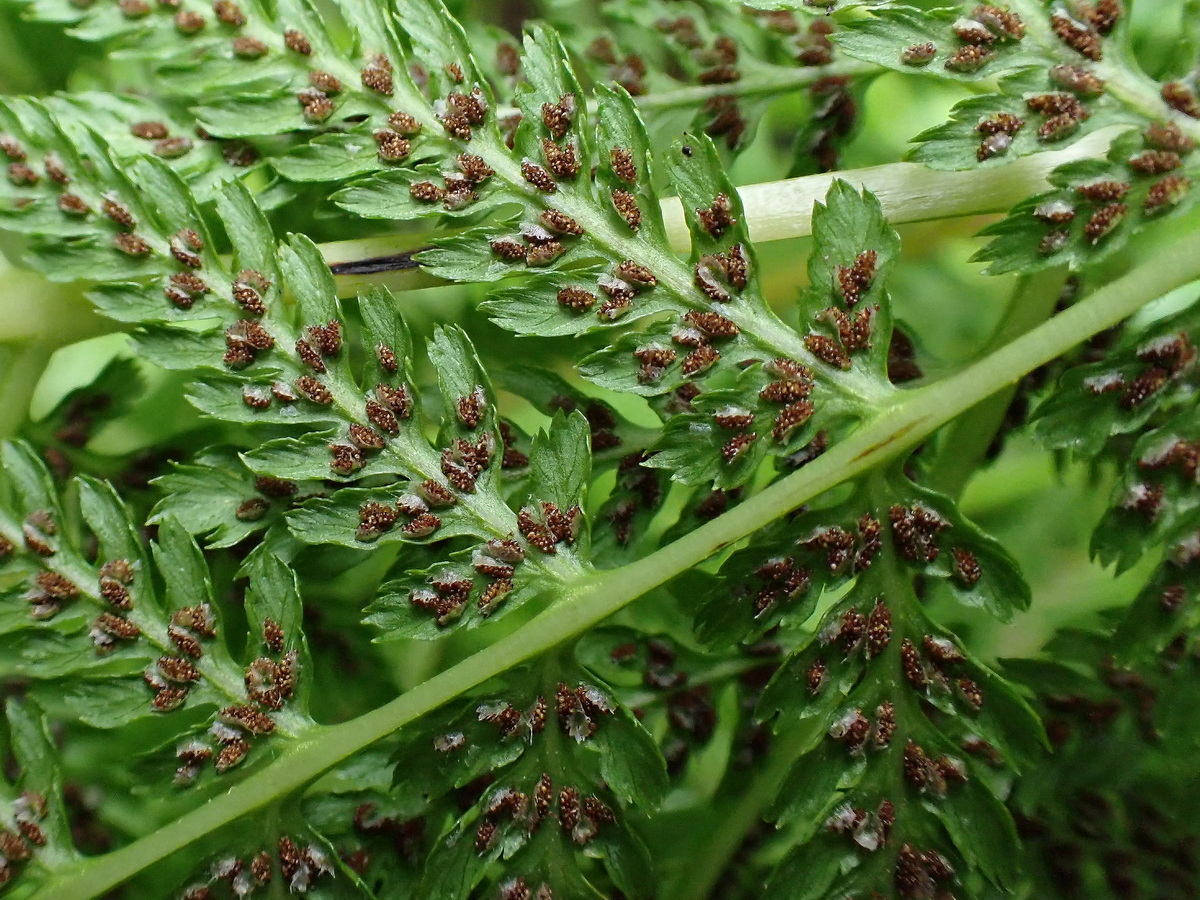 Image of Athyrium filix-femina specimen.