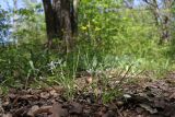 Ornithogalum woronowii. Цветущие растения. Крым, Севастополь, Байдарская дол., светлый лиственный лес. 29.04.2025.