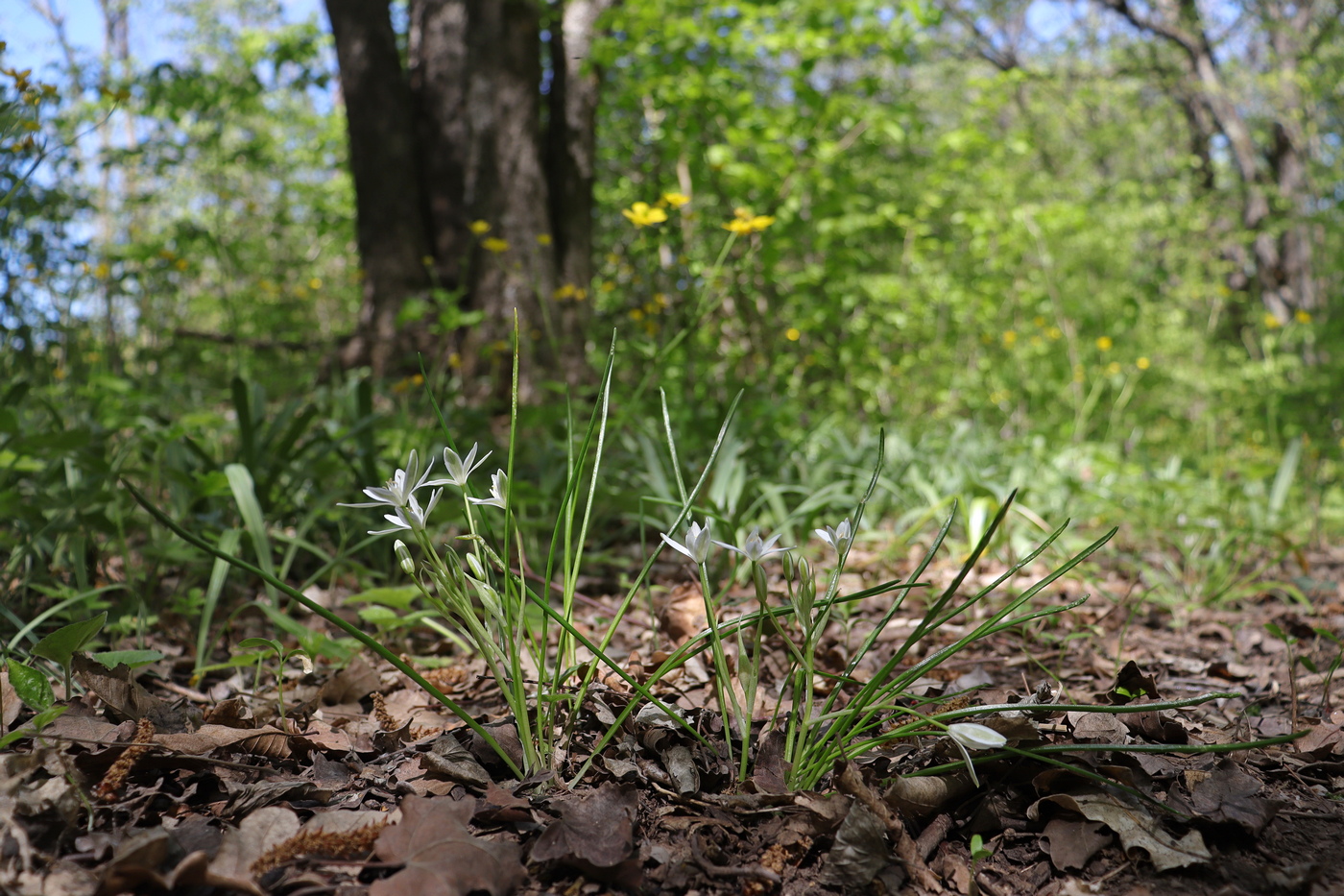 Изображение особи Ornithogalum woronowii.