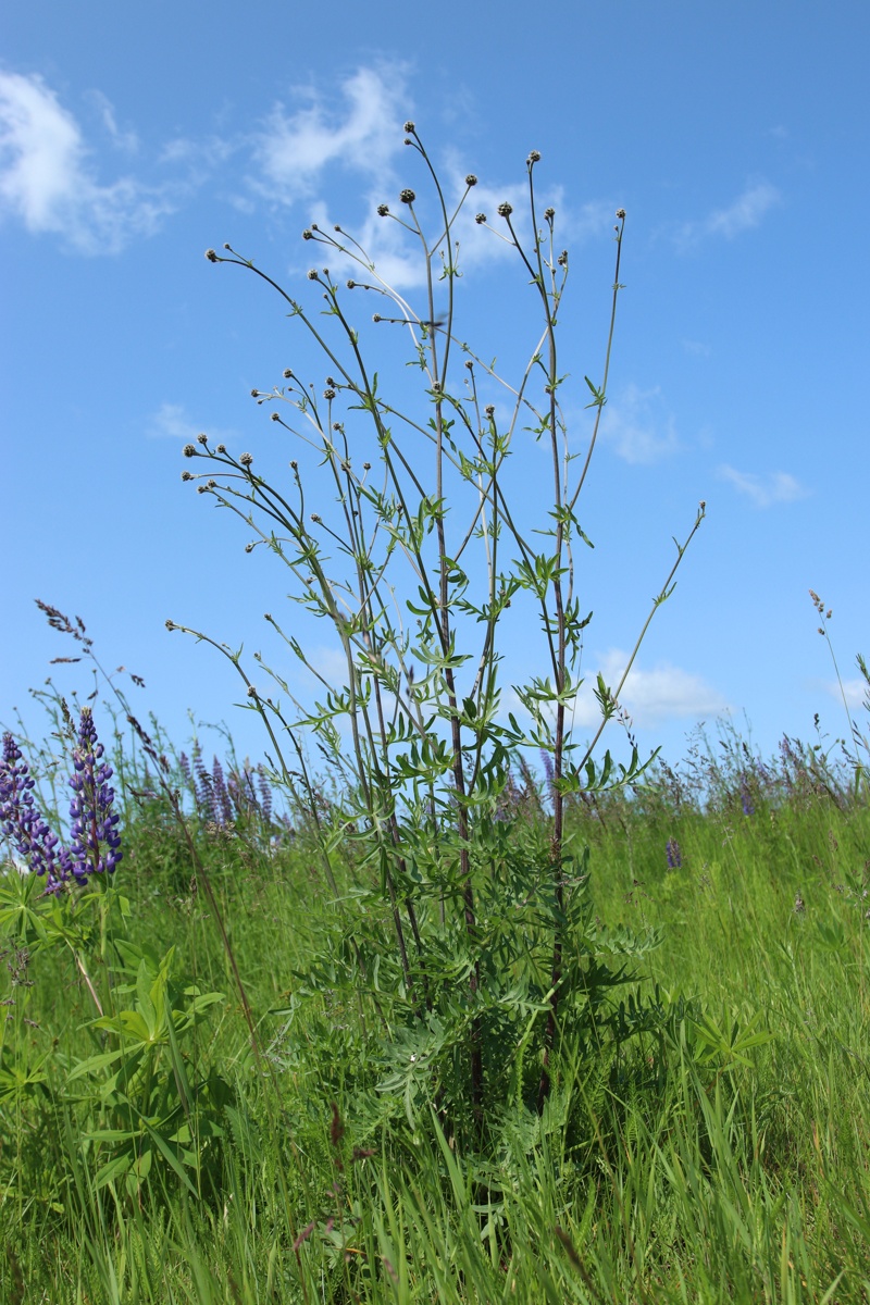Image of Centaurea scabiosa specimen.
