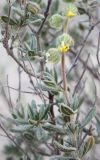 Helianthemum stipulatum