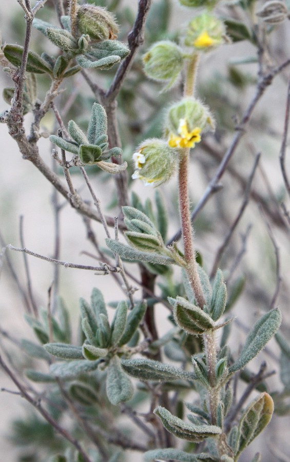 Image of Helianthemum stipulatum specimen.