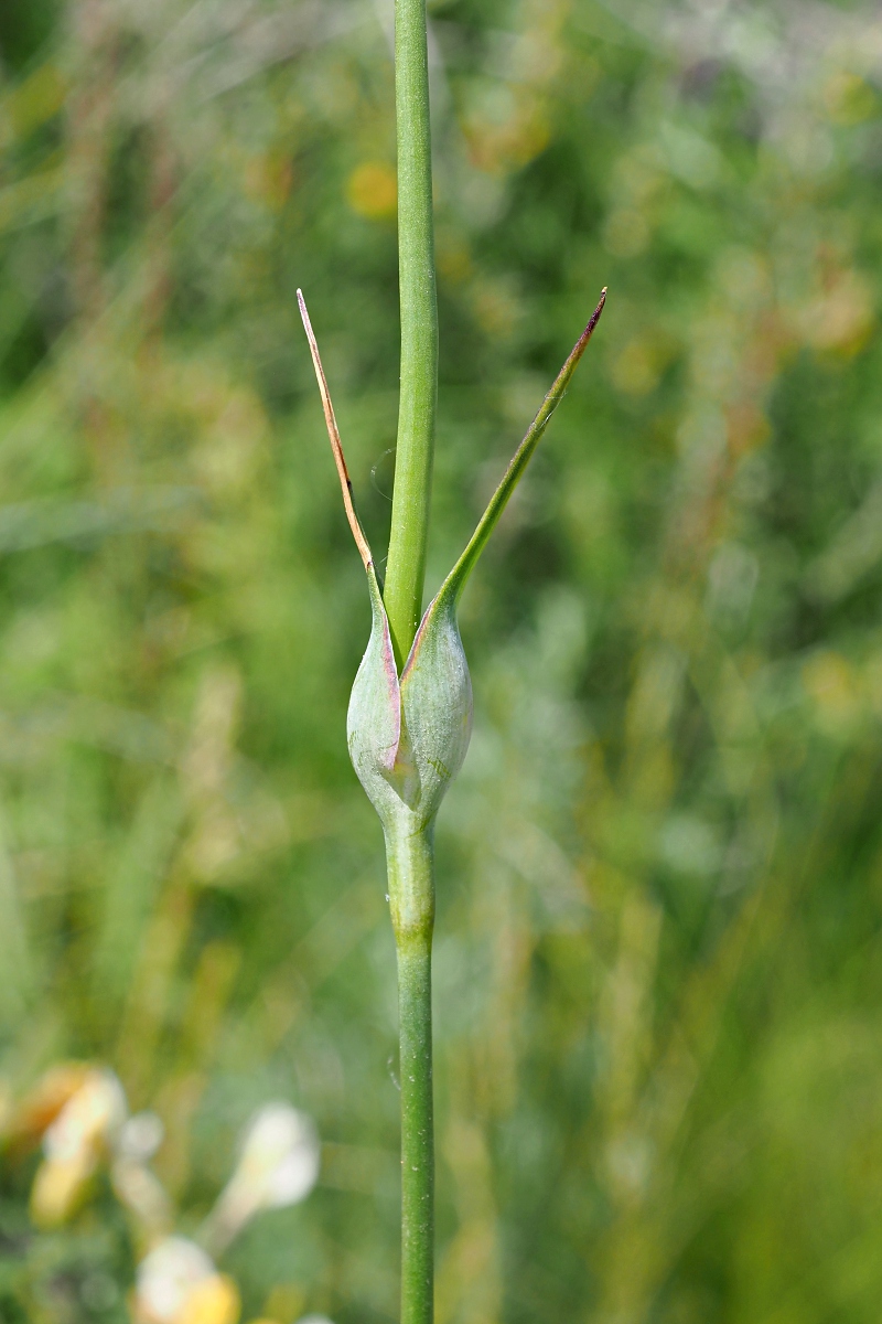Image of Dianthus andrzejowskianus specimen.